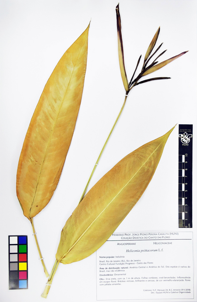 Heliconia psittacorum - exsicata