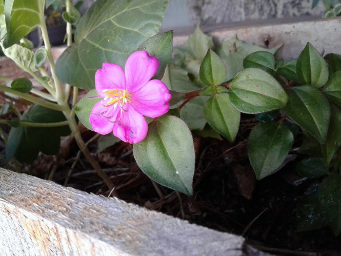 Heterotis rotundifolia - Canto das Flores 1