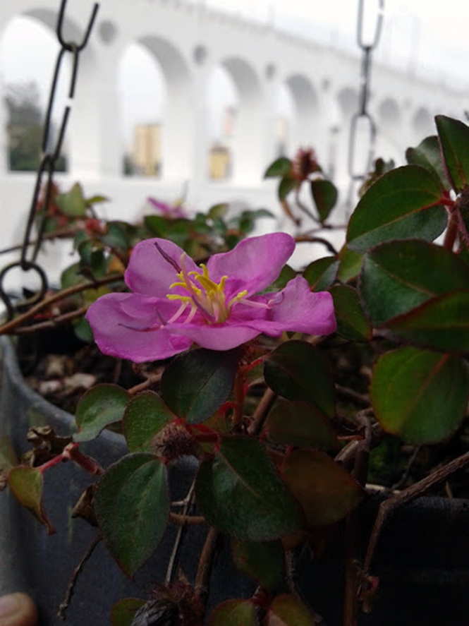 Heterotis rotundifolia - Canto das Flores 2