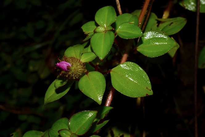 Heterotis rotundifolia - Reinaldo Aguilar - Canto das Flores 8