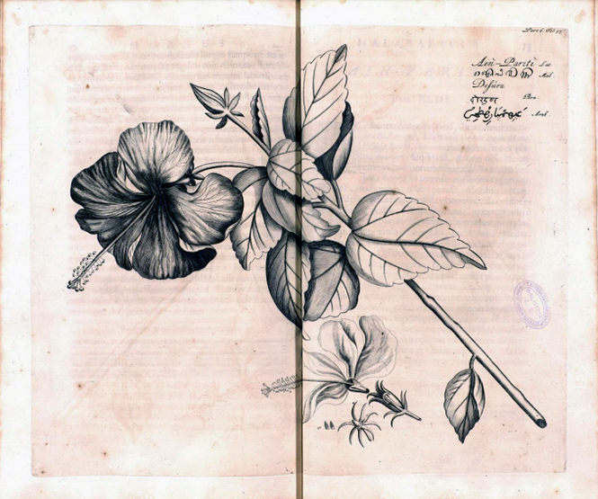 Hibiscus - Hortus indicus malabaricus