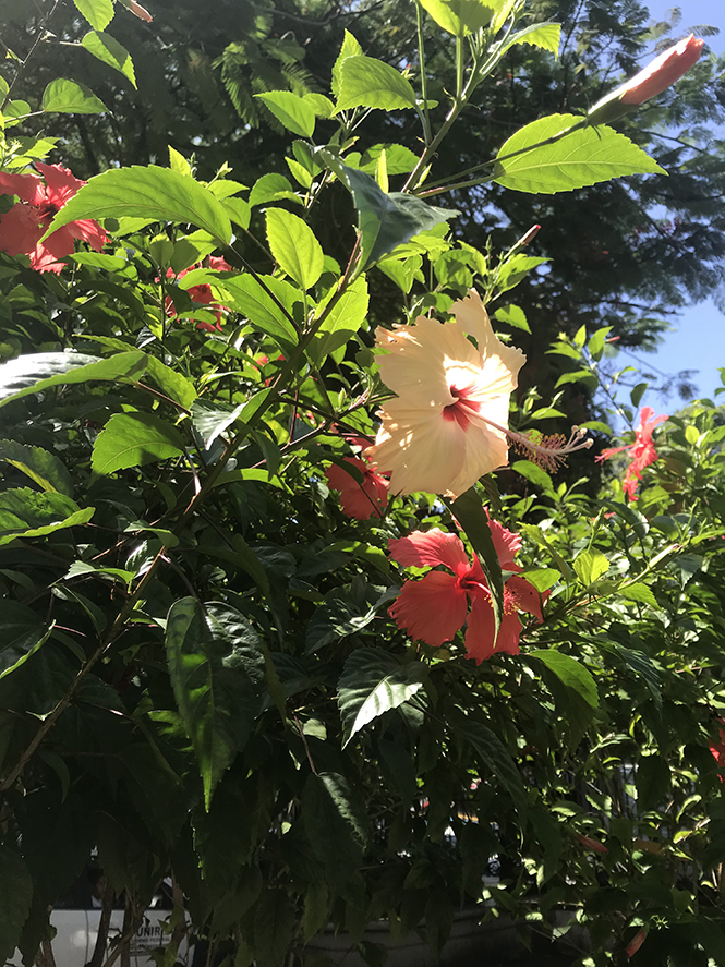 Hibiscus rosa-sinensis - Canto das Flores 1