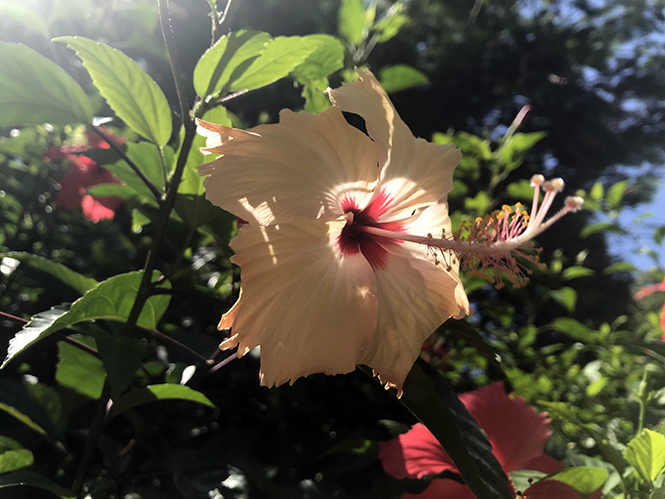 Hibiscus rosa-sinensis - Canto das Flores 2