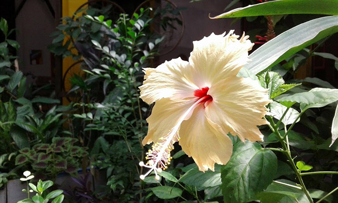 Hibiscus rosa-sinensis - Canto das Flores 3