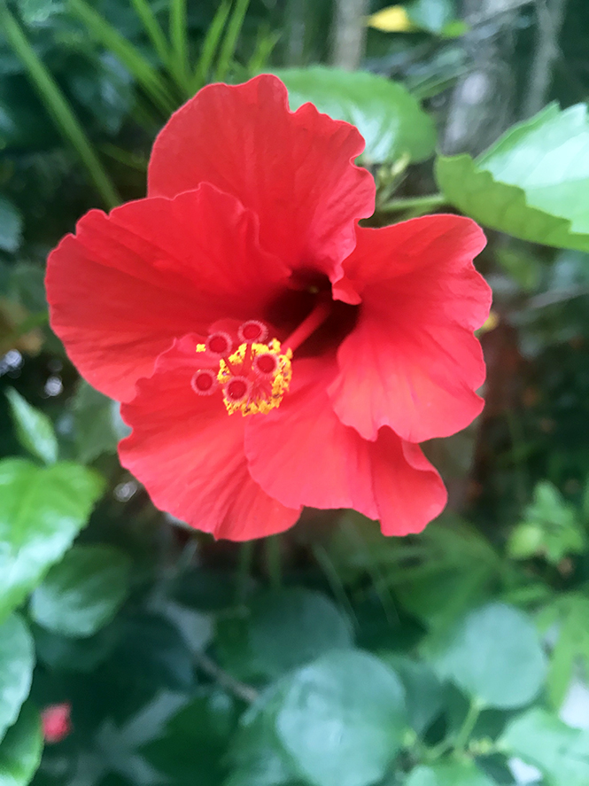 Hibiscus rosa-sinensis - Canto das Flores 7