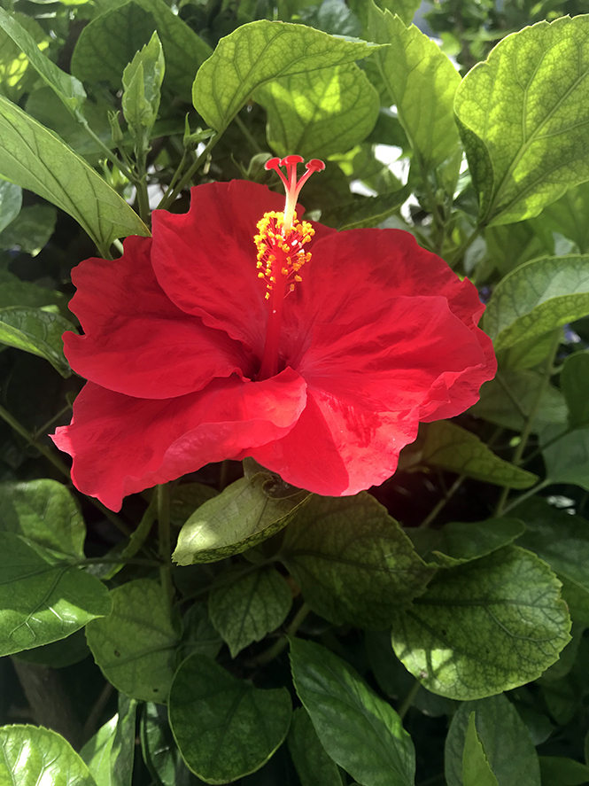 Hibiscus rosa-sinensis - Canto das Flores 8