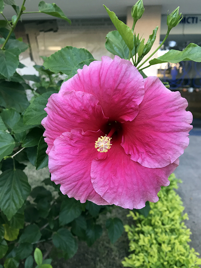 Hibiscus rosa-sinensis - Canto das Flores 9