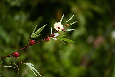 Hibiscus sabdariffa 2