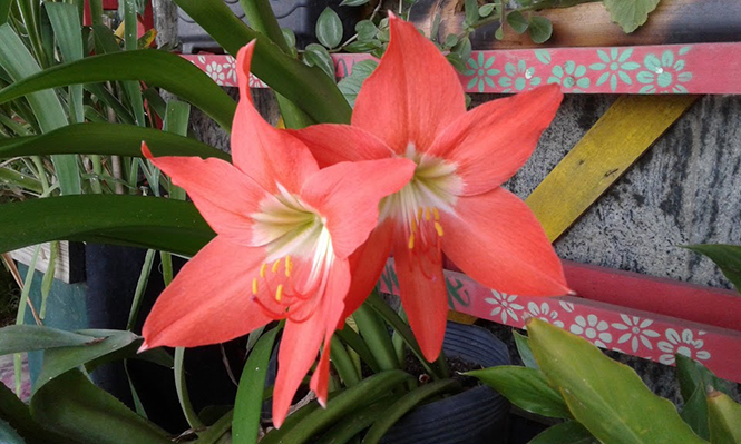 Hippeastrum puniceum - Canto das Flores 1