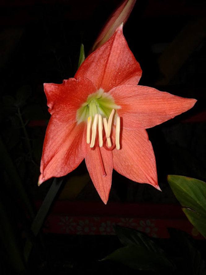 Hippeastrum puniceum (Lam.) Voss — Herbário