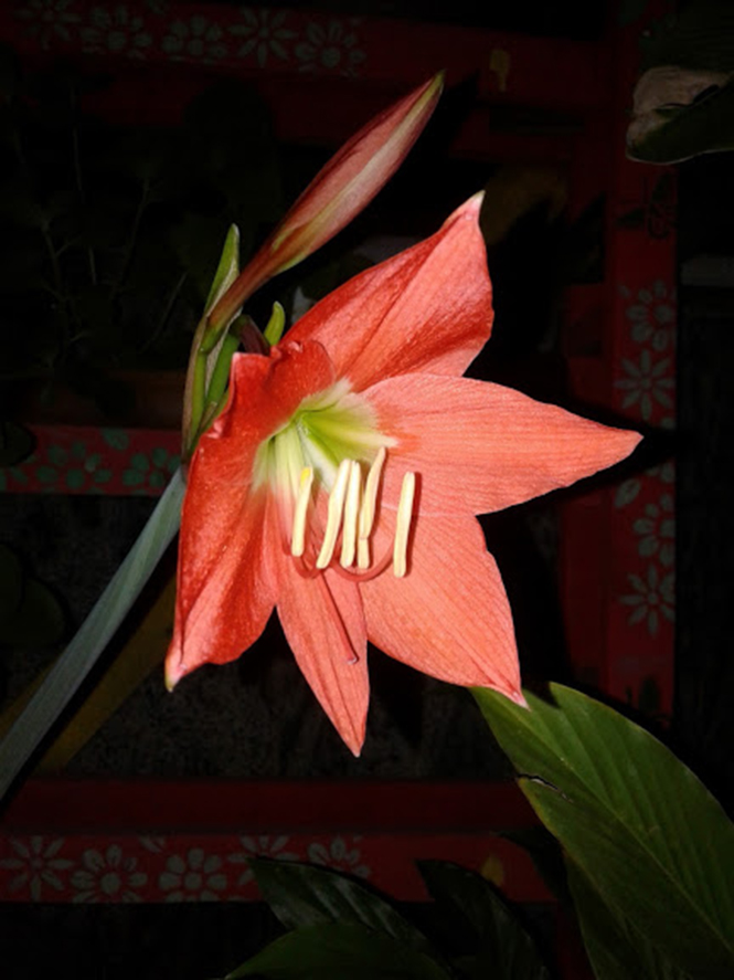 Hippeastrum puniceum - Canto das Flores 4