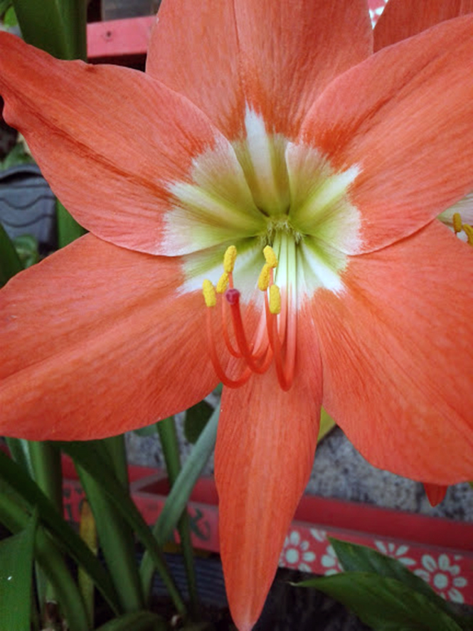 Hippeastrum puniceum (Lam.) Voss — Herbário