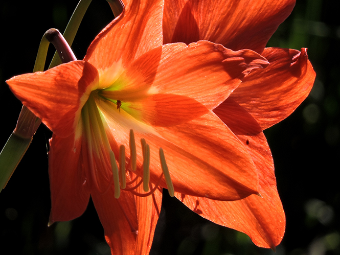 Hippeastrum puniceum (Lam.) Voss — Herbário