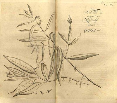 Hortus Indicus Malabaricus - Justicia gendarussa