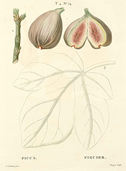 Imagem Ficus carica L. 