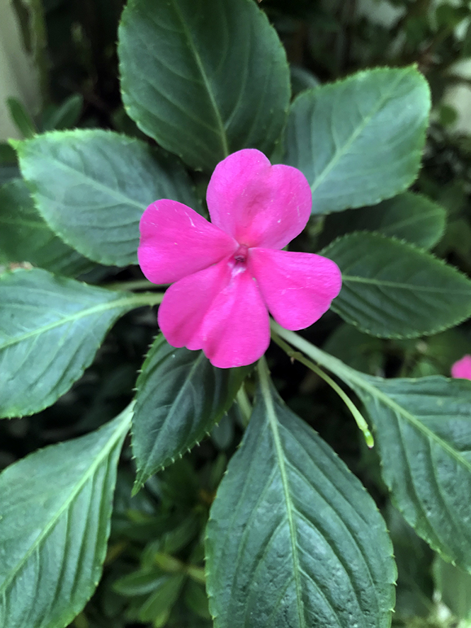 Impatiens walleriana - Canto das Flores 1