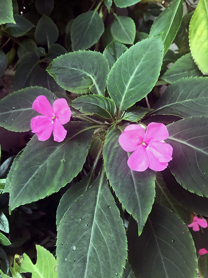 Impatiens walleriana - Canto das Flores 2