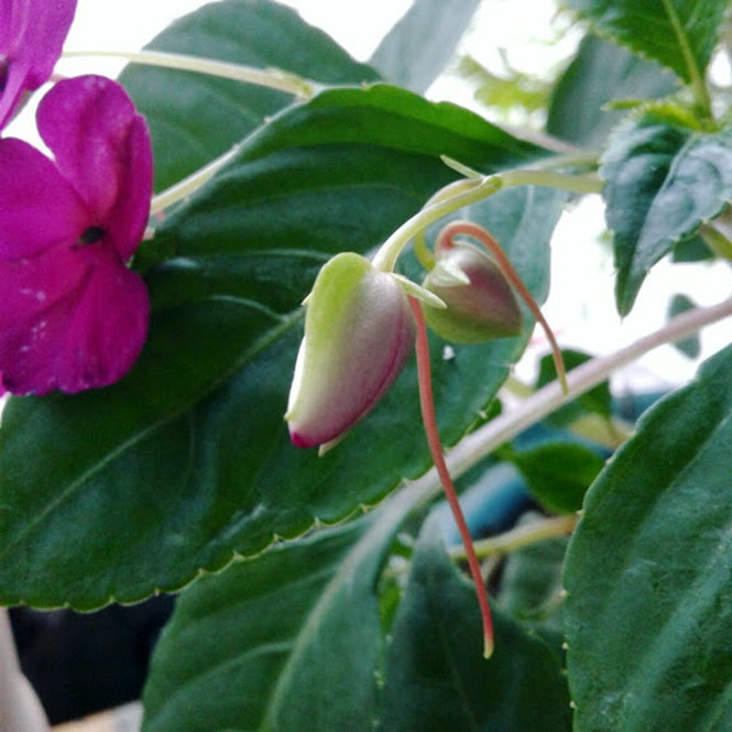 Impatiens walleriana Hook.f. — Herbário