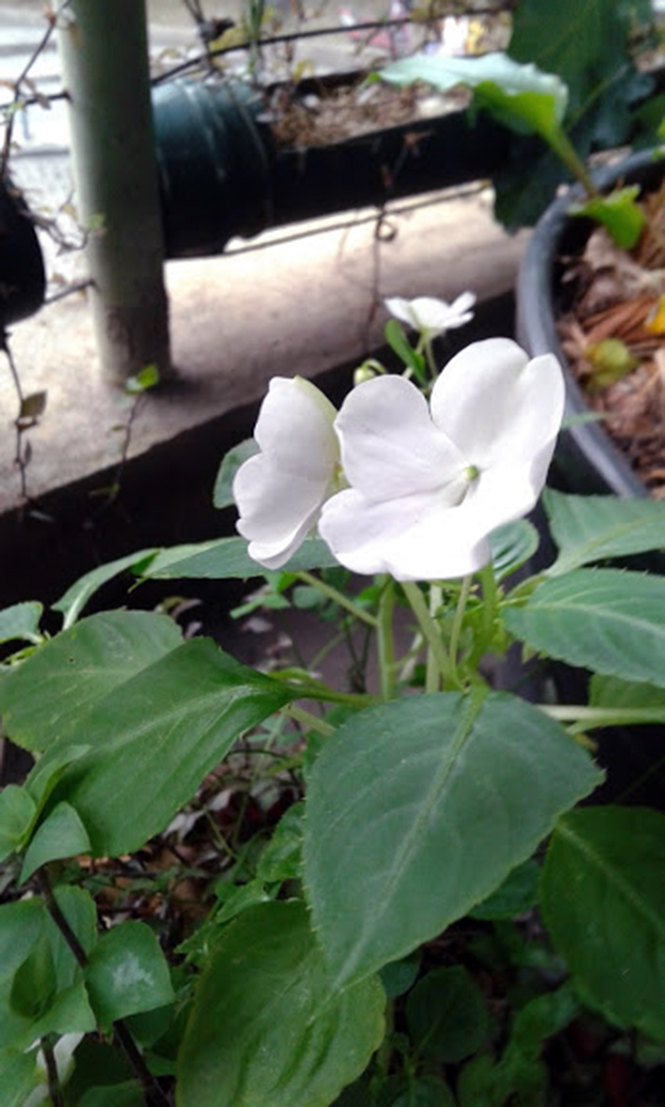 Impatiens walleriana Hook.f. — Herbário