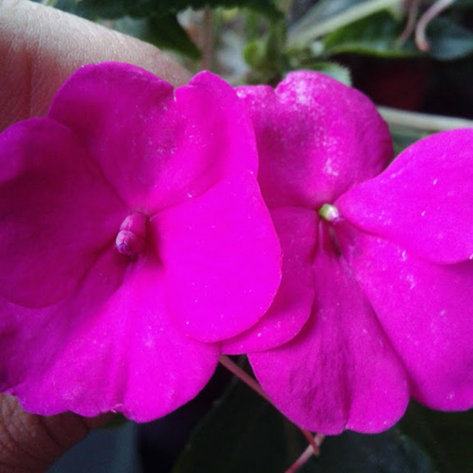 Impatiens walleriana Hook.f. — Herbário