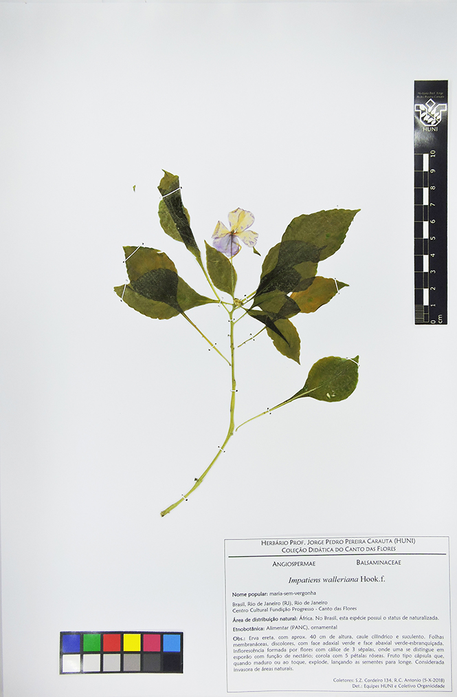 Impatiens walleriana Hook.f. — Herbário