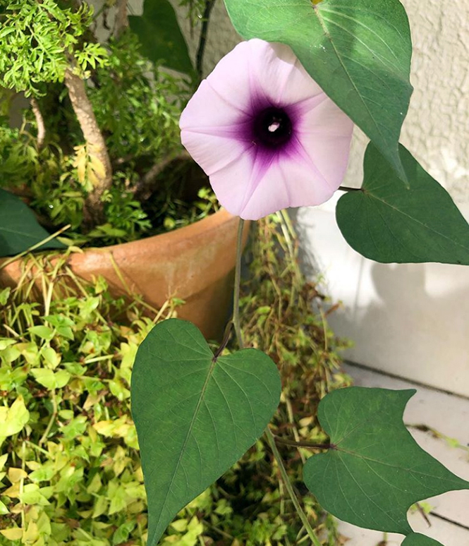 Ipomoea batatas - Organicidade - Canto das Flores 1