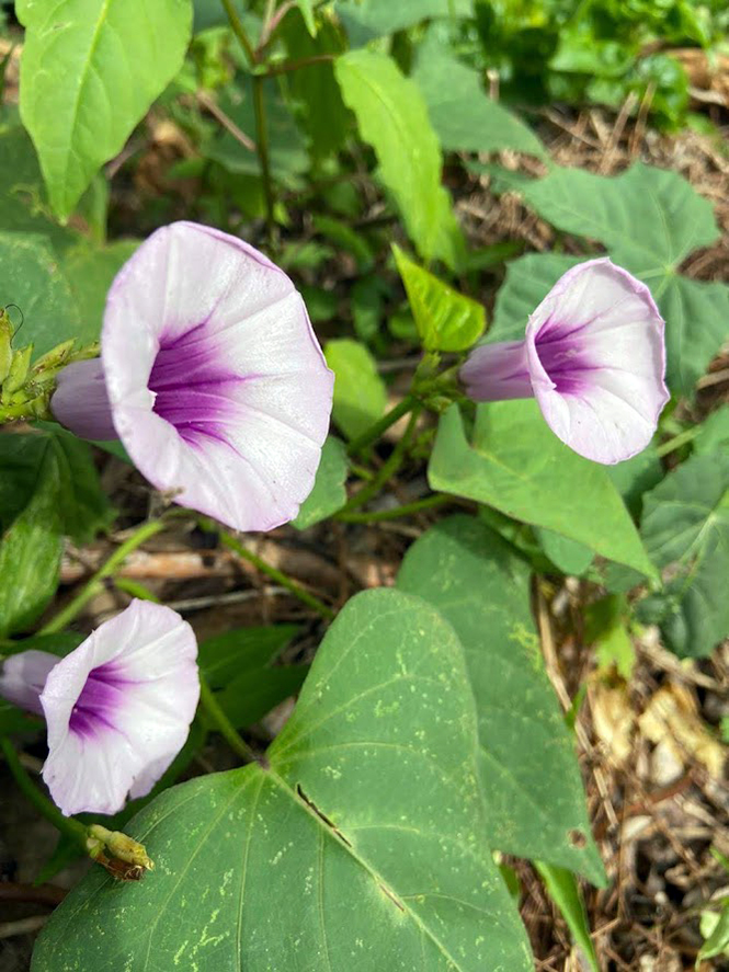 Ipomoea batatas - Organicidade - Canto das Flores 2