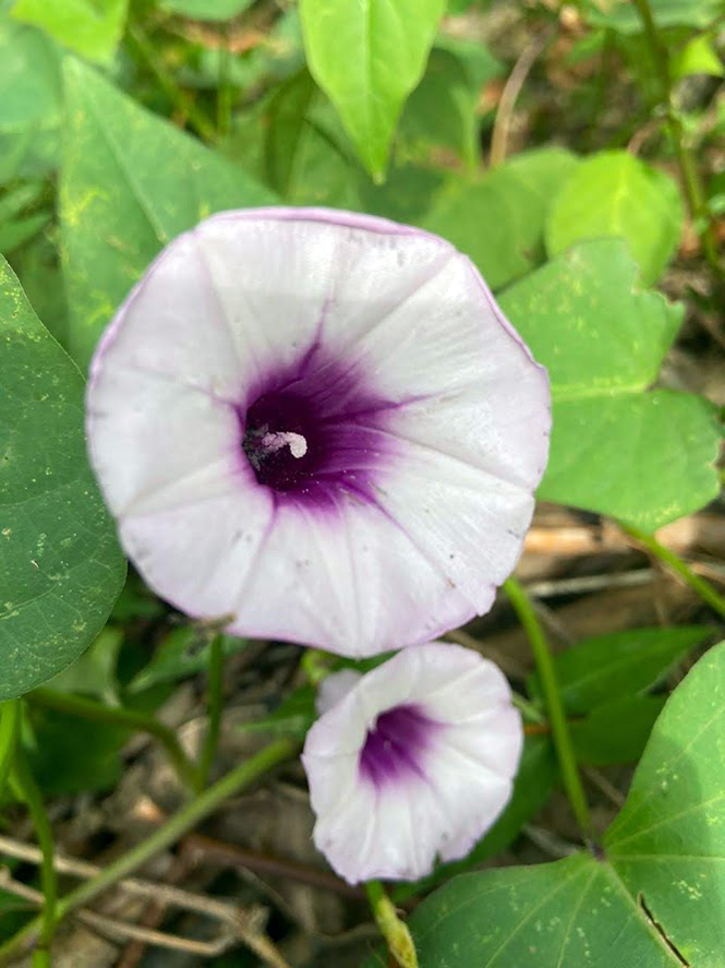 Ipomoea batatas - Organicidade - Canto das Flores 5