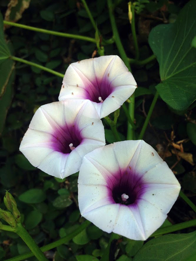 Ipomoea batatas - Organicidade - Canto das Flores 6