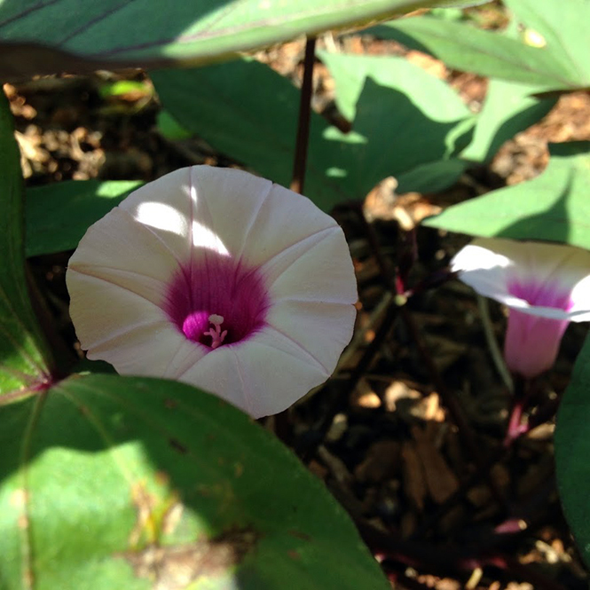 Ipomoea batatas - Organicidade - Canto das Flores 7