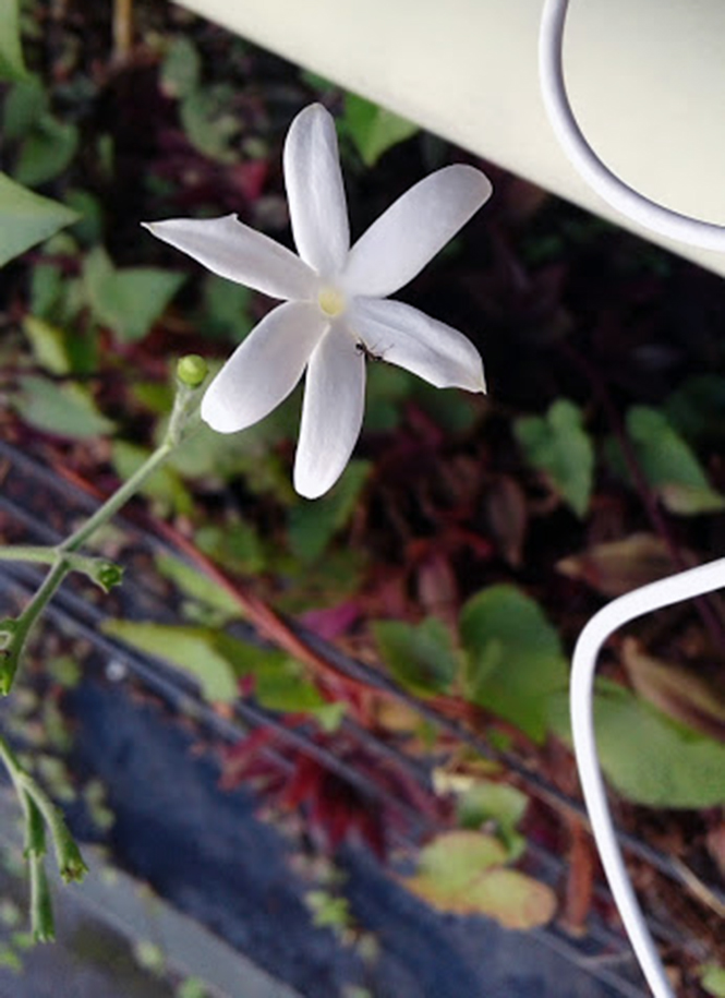 Jasminum azoricum - Canto das Flores 1