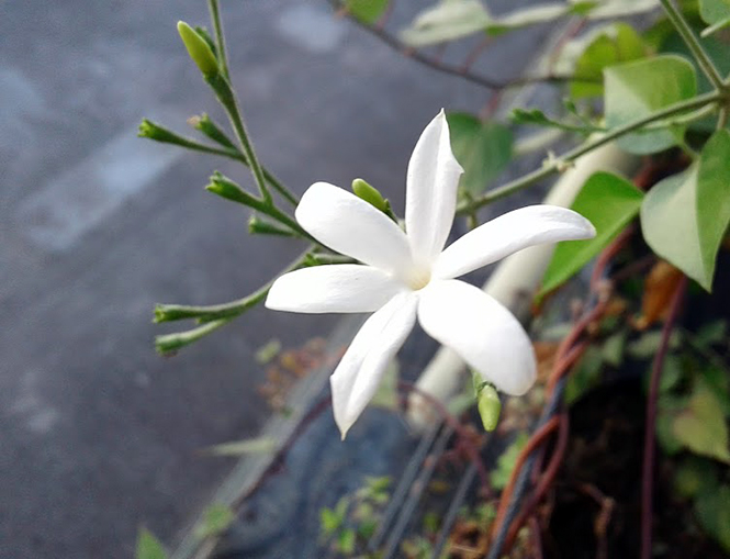 Jasminum azoricum L. — Herbário