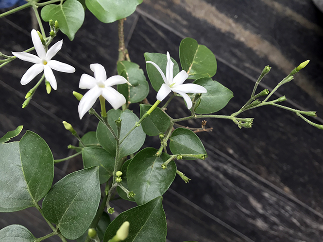 Jasminum azoricum - Canto das Flores 4