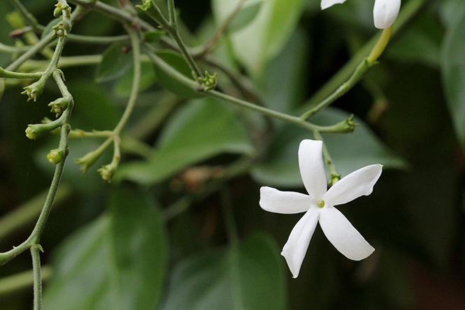 Jasminum azoricum - Canto das Flores 5