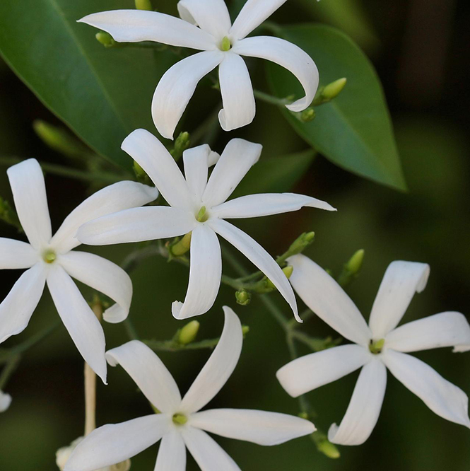 Jasminum azoricum - Canto das Flores 6