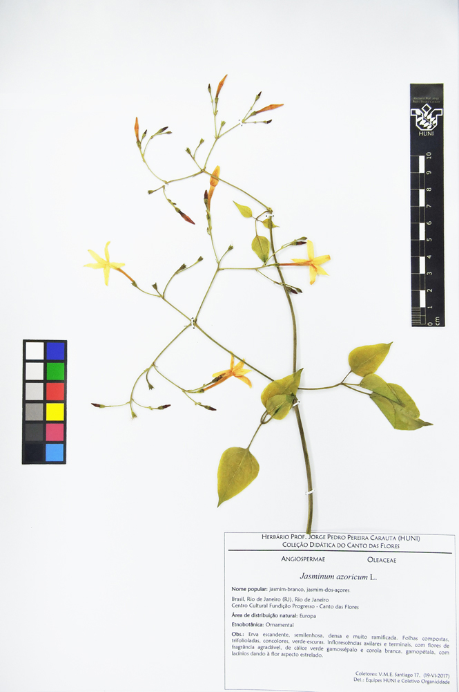 Jasminum azoricum - Exsicata
