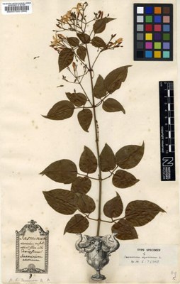 Jasminum azoricum - Tipo