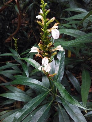 Justicia gendarussa - Ben