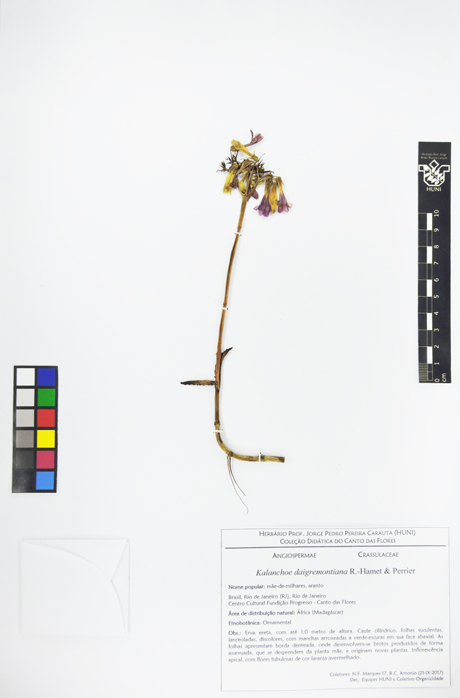 Kalanchoe daigremontiana - Exsicata