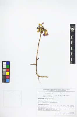 Kalanchoe daigremontiana - Exsicata
