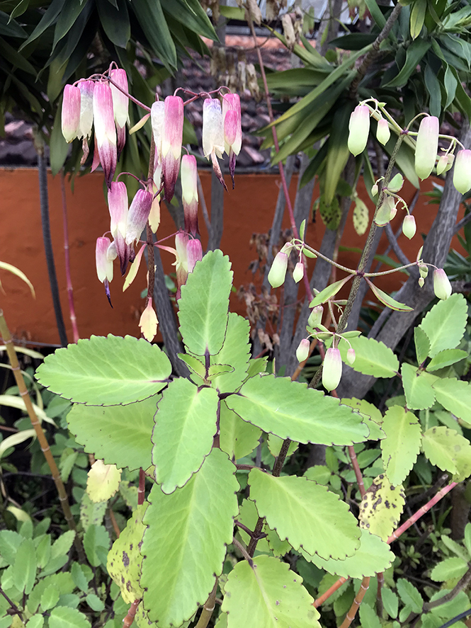 Kalanchoe pinnata (Lam.) Pers. — Herbário