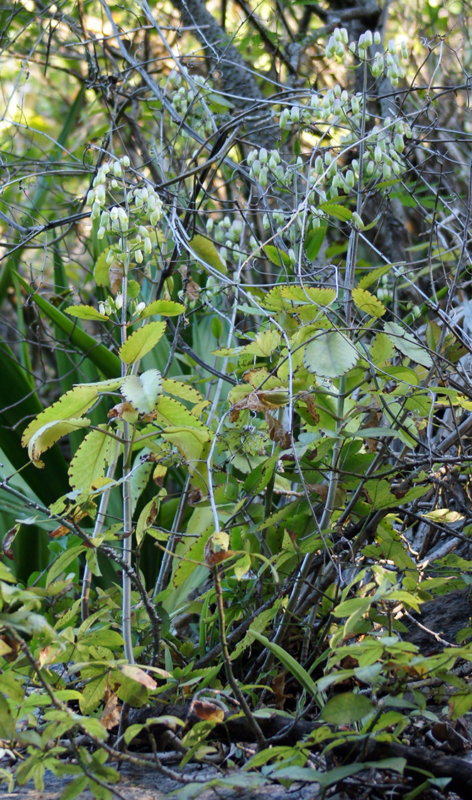 Kalanchoe pinnata - Canto das Flores 2