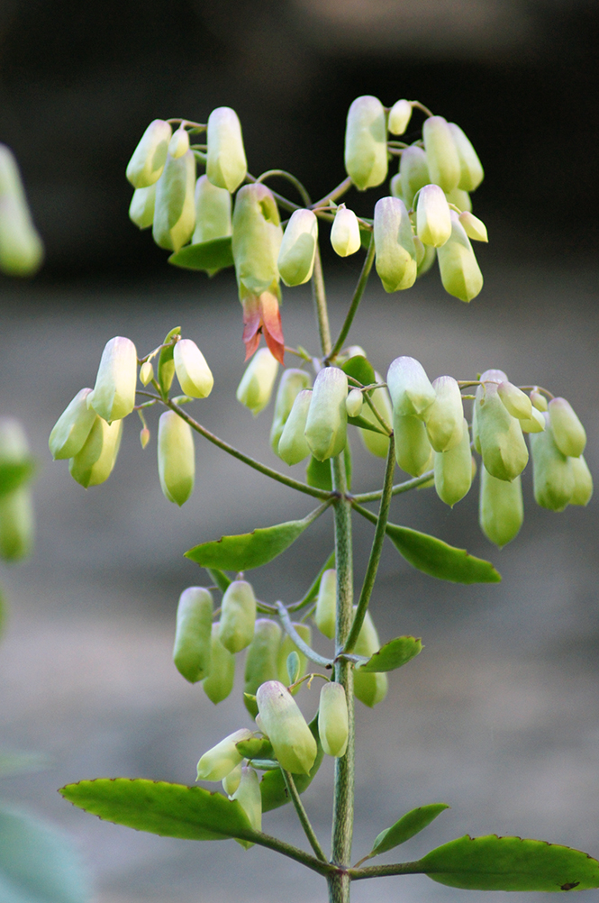 Kalanchoe pinnata - Canto das Flores 3