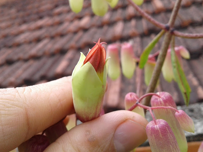 Kalanchoe pinnata - Canto das Flores 4