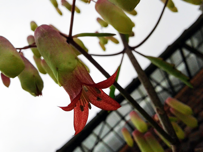 Kalanchoe pinnata - Canto das Flores 6