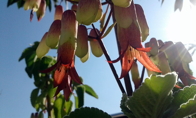 Kalanchoe pinnata - Canto das Flores 7