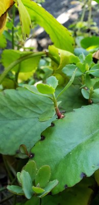 Kalanchoe pinnata com propágulo - Leticia