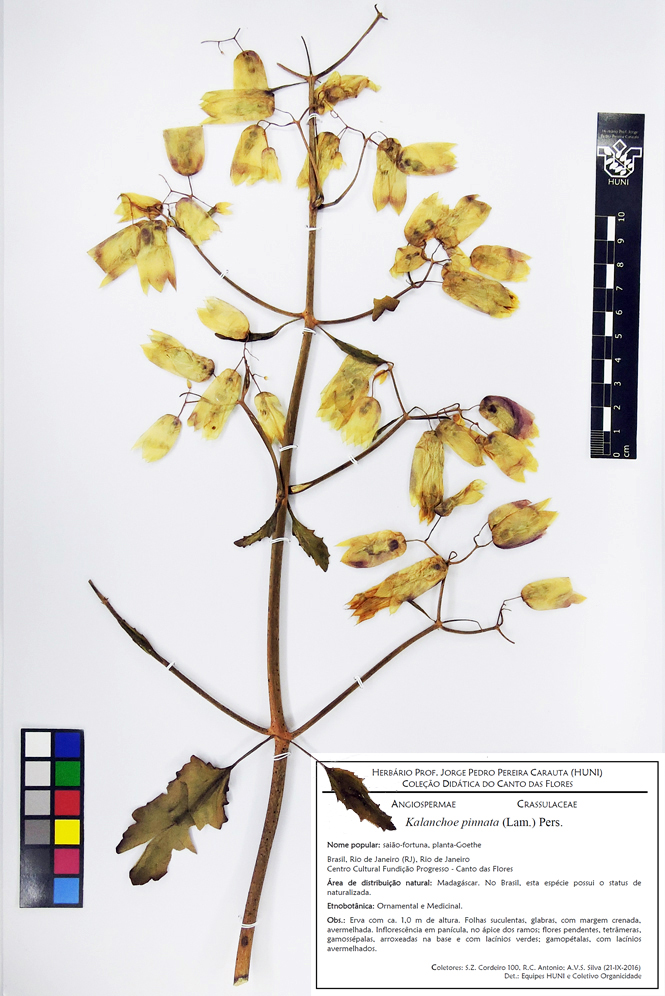 Kalanchoe pinnata - Exsicata corrigida