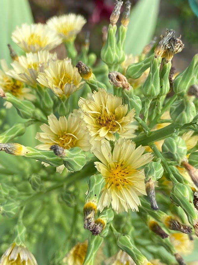 Lactuca indica - Organicidade - Canto das Flores 5