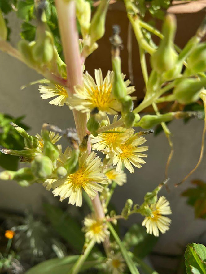Lactuca indica - Organicidade - Canto das Flores 6